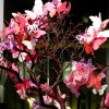 Butterfly Centerpieces